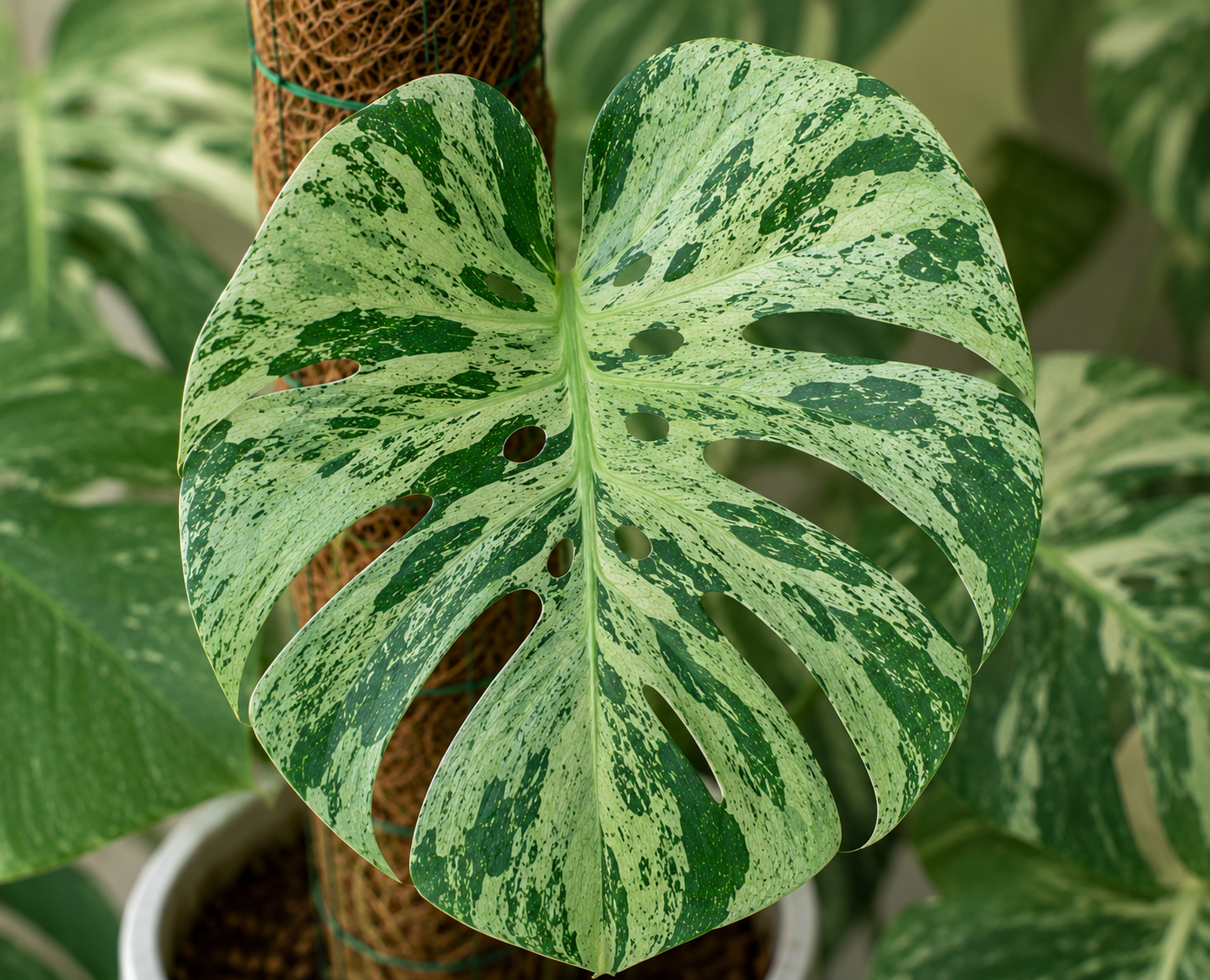Monstera deliciosa Bulbasaur s výraznou mátově zelenou variegací pokrývající většinu velkého fenestrovaného listu. Světle zelené mramorování vytváří nepravidelnou mozaiku s tmavě zelenými ostrůvky, která je typická pro tento vzácný sběratelský klon. Rostlina je vyvázaná k mechové opoře a pěstovaná v interiéru.