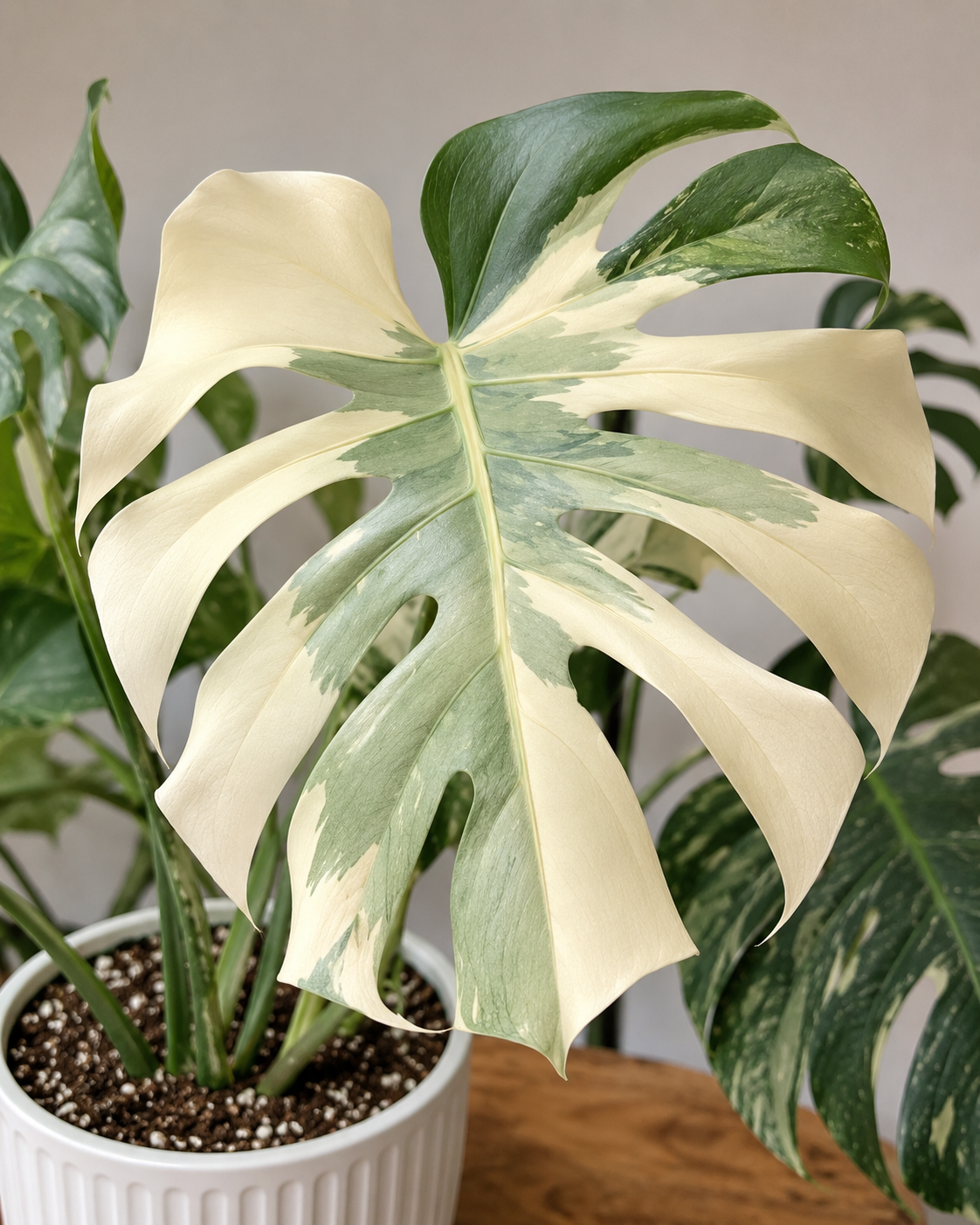 Monstera deliciosa Casper s velkým fenestrovaným listem s převážně krémově bílou variegací a jemnými světle zelenými přechody. Světlé sektory kontrastují s tmavě zelenými částmi listu a vytvářejí elegantní vzhled typický pro tento vzácný sběratelský klon. Rostlina vyniká mimořádně světlým panašováním a luxusním tropickým vzhledem.