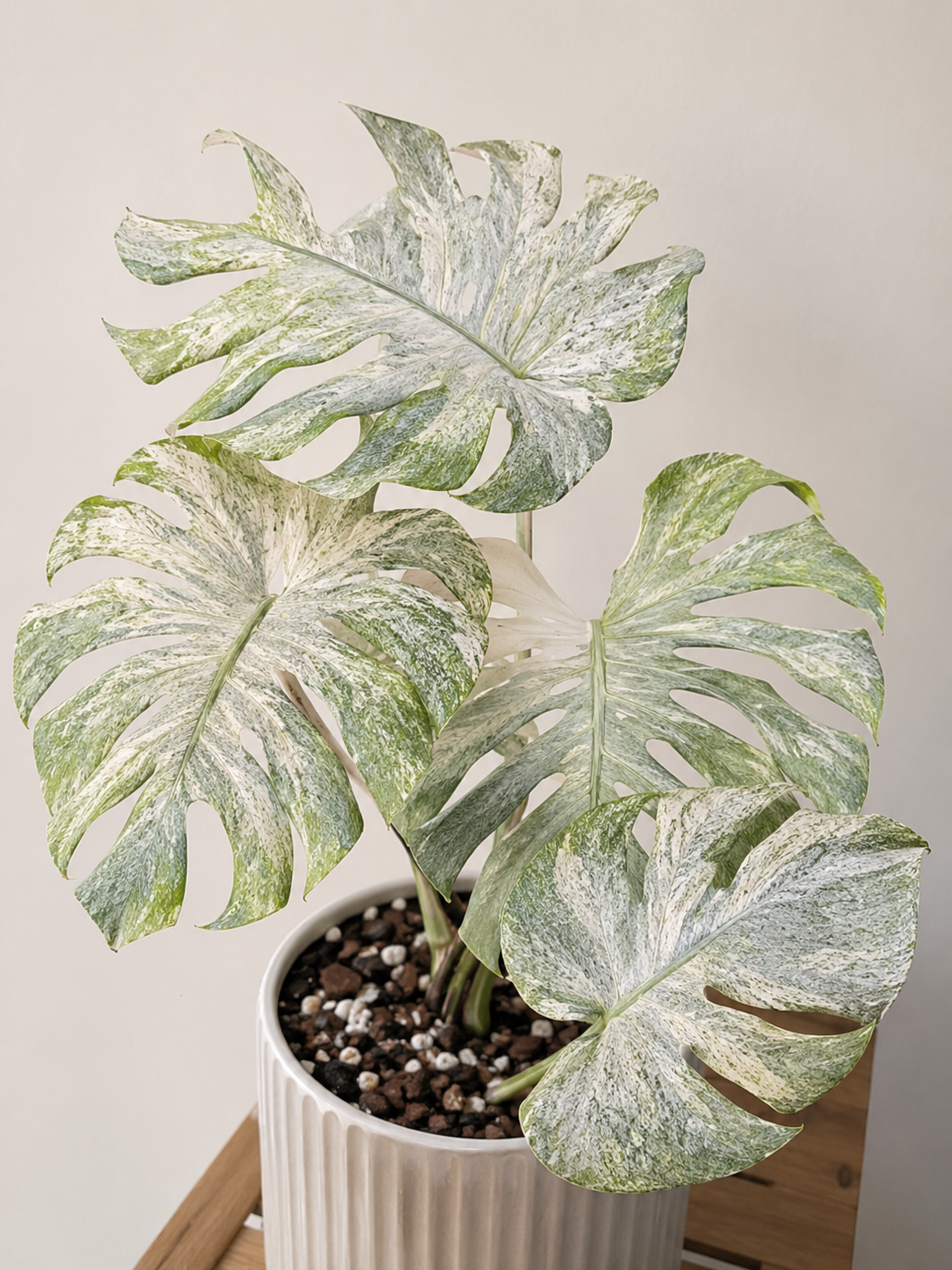 Monstera deliciosa Ice Age s mimořádně světlou bílou až krémovou variegací na velkých fenestrovaných listech. Jemné mramorování připomíná ledové krystaly a pokrývá většinu listové plochy, zatímco drobné tmavě zelené části vytvářejí elegantní kontrast. Tento vzácný sběratelský klon vyniká jedním z nejsvětlejších panašování mezi variegátními monsterami.