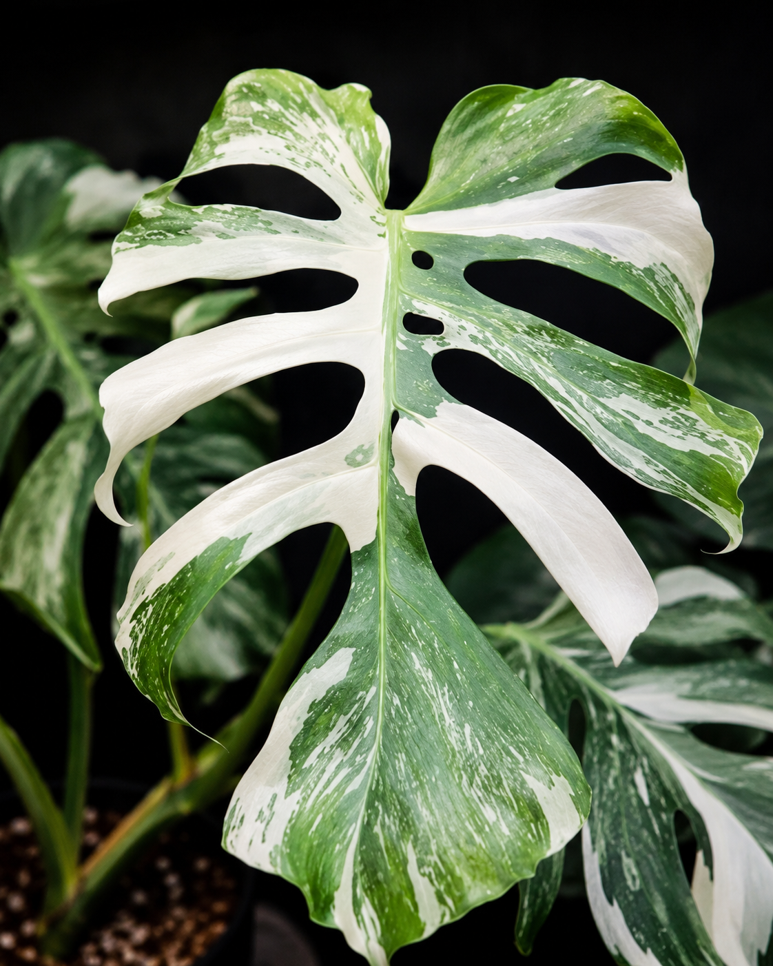 Monstera deliciosa Iron Bone s robustním fenestrovaným listem zdobeným kontrastní bílou variegací. Velké bílé sektory se prolínají s tmavě zelenými částmi a jemným mramorováním, zatímco pevná stavba listu podtrhuje charakteristický vzhled tohoto vzácného sběratelského klonu. Rostlina vyniká mohutným růstem a elegantním tropickým vzhledem.