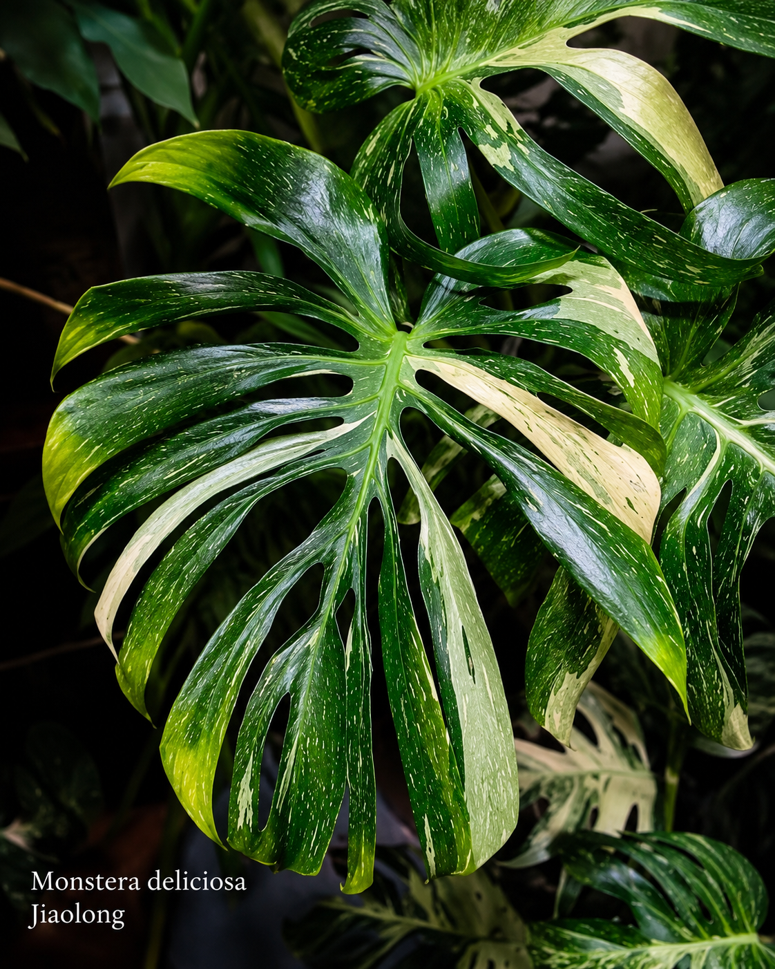 Monstera deliciosa Jiaolong s velkými hluboce fenestrovanými listy zdobenými jemnou světle zelenou až mátovou variegací. Nepravidelné pruhy a mramorování připomínají šupiny a elegantně kontrastují s tmavě zeleným podkladem. Tento vzácný sběratelský klon vyniká exotickým tropickým vzhledem, lesklými listy a jedinečnou kresbou každého nového listu.