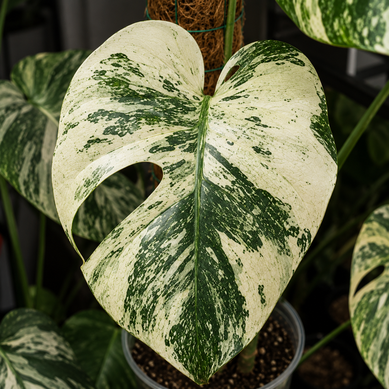 Monstera deliciosa Mexican Mint s jemnou mátově zelenou variegací na velkém fenestrovaném listu. Světle zelené mramorování s nepravidelnými přechody pokrývá většinu listu a kontrastuje s tmavě zelenými plochami, čímž vytváří elegantní vzhled typický pro tento vzácný sběratelský klon. Rostlina je pěstovaná na mechové opoře v interiéru.