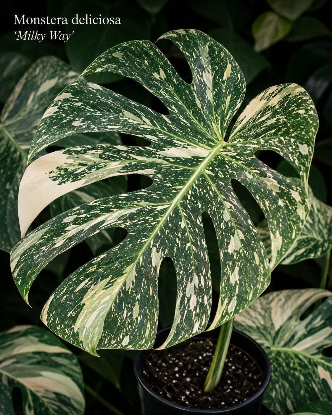 Monstera deliciosa Milky Way s velkým hluboce fenestrovaným listem pokrytým jemným bílým mramorováním připomínajícím Mléčnou dráhu. Drobné bílé skvrny a nepravidelné světlé tahy jsou rovnoměrně rozprostřeny po tmavě zeleném podkladu a vytvářejí elegantní kontrast typický pro tento vzácný sběratelský klon.