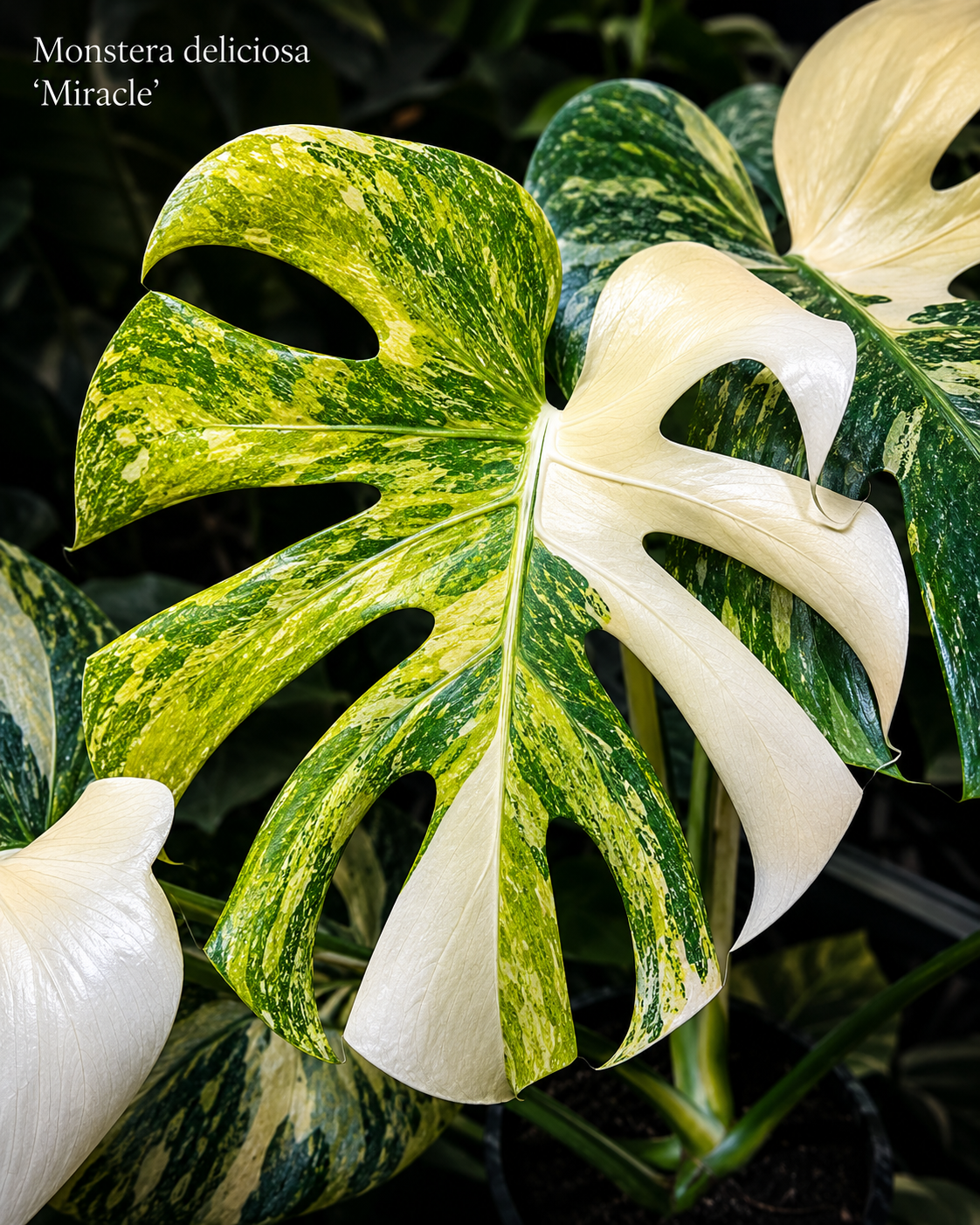 Monstera deliciosa Miracle s velkým hluboce fenestrovaným listem zdobeným harmonickou kombinací čistě bílých sektorů a jemného zeleného mramorování. Pravidelně rozložená white variegace vytváří elegantní kontrast s tmavě zelenými částmi listu a podtrhuje jedinečný vzhled tohoto vzácného sběratelského klonu.