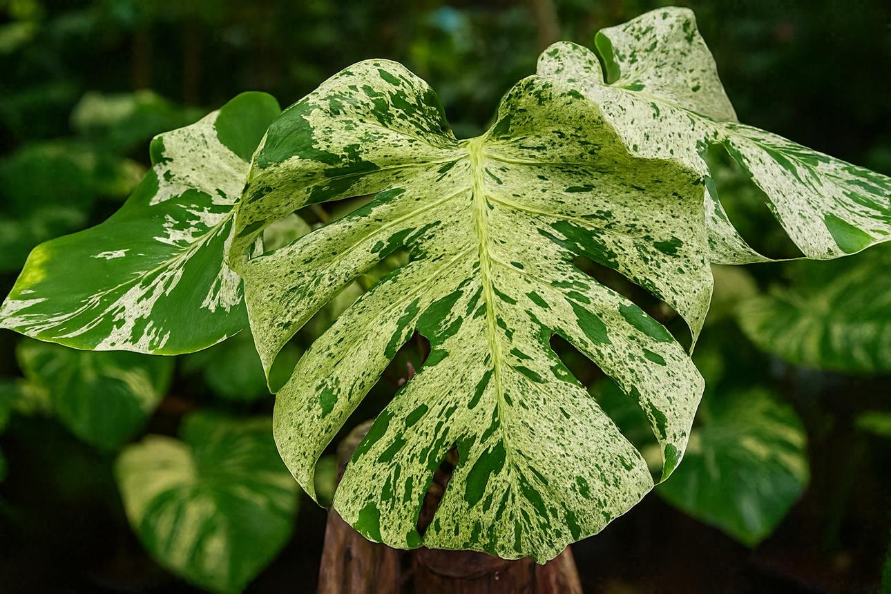 Monstera deliciosa Pixel s velkými fenestrovanými listy zdobenými jemnou světle zelenou variegací připomínající drobné pixely rozeseté po tmavě zeleném podkladu. Husté zelené mramorování vytváří detailní mozaiku, která dodává tomuto vzácnému sběratelskému klonu elegantní a originální tropický vzhled.