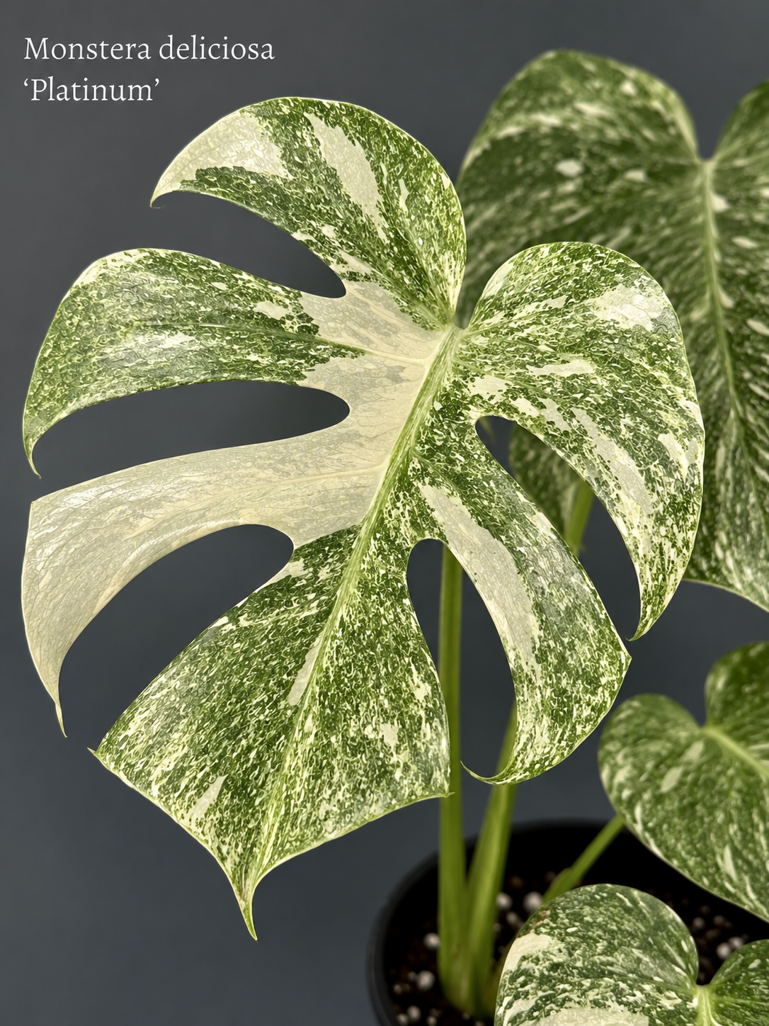 Monstera deliciosa Platinum s velkým fenestrovaným listem zdobeným jemnou platinově bílou variegací a hustým krémově bílým mramorováním. Světlé panašování je rovnoměrně rozprostřeno po celé ploše tmavě zeleného listu a vytváří elegantní, luxusní vzhled typický pro tento vzácný sběratelský klon. Díky jemnému kontrastu a bohaté kresbě patří Platinum mezi nejatraktivnější bíle panašované formy Monstery deliciosa.
