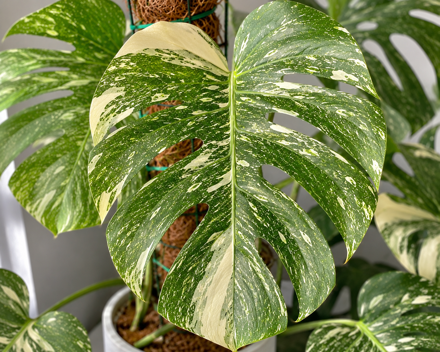 Monstera deliciosa Thai Constellation s krémově bílou mramorovanou variegací připomínající hvězdnou oblohu. Velký fenestrovaný list je pokrytý drobnými světlými skvrnami rovnoměrně rozloženými po celé ploše a roste na mechové opoře v interiéru.