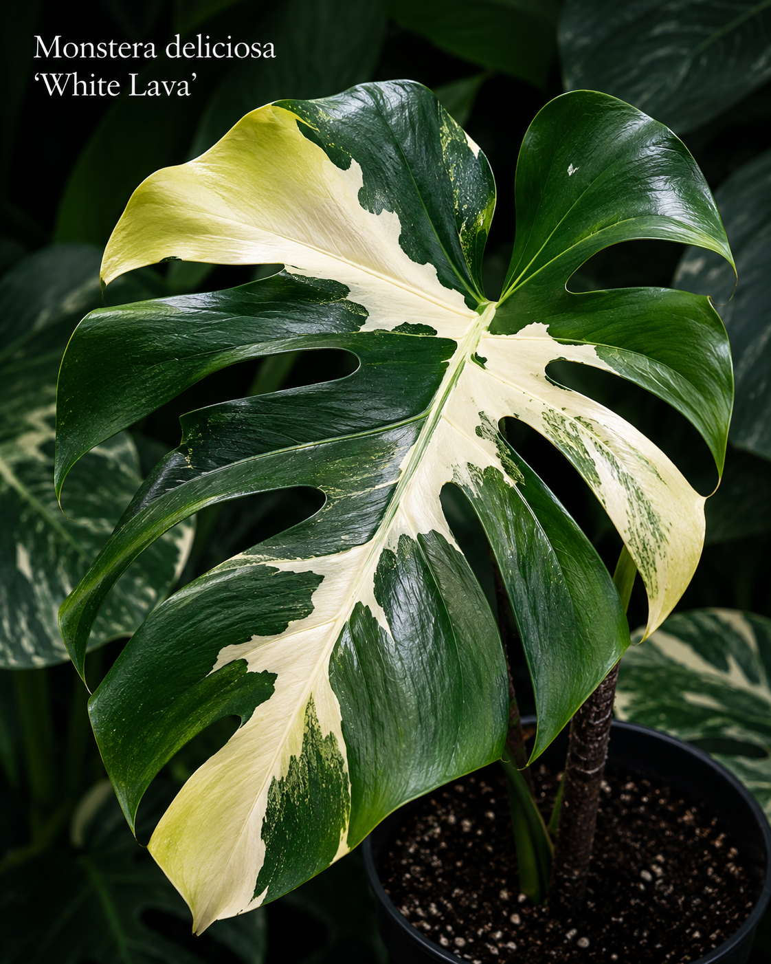 Monstera deliciosa White Lava s velkými fenestrovanými listy zdobenými krémově bílou variegací připomínající proudící lávu. Výrazné světlé sektory se prolínají s tmavě zelenými částmi listů a jemným mramorováním, čímž vytvářejí jedinečný kontrast typický pro tento vzácný sběratelský klon.