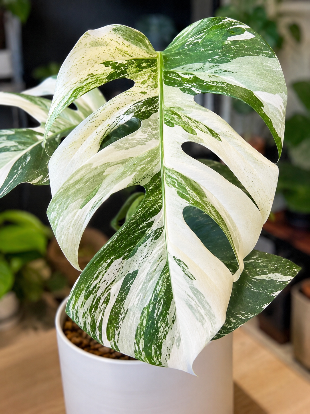 Monstera deliciosa White Tears s jemnou bílou variegací připomínající drobné kapky rozeseté po velkém fenestrovaném listu. Detailní bílé mramorování se prolíná s tmavě zelenými částmi a vytváří elegantní, jemný vzor typický pro tento vzácný sběratelský klon. Rostlina je pěstovaná v interiéru a vyniká výrazným tropickým vzhledem.