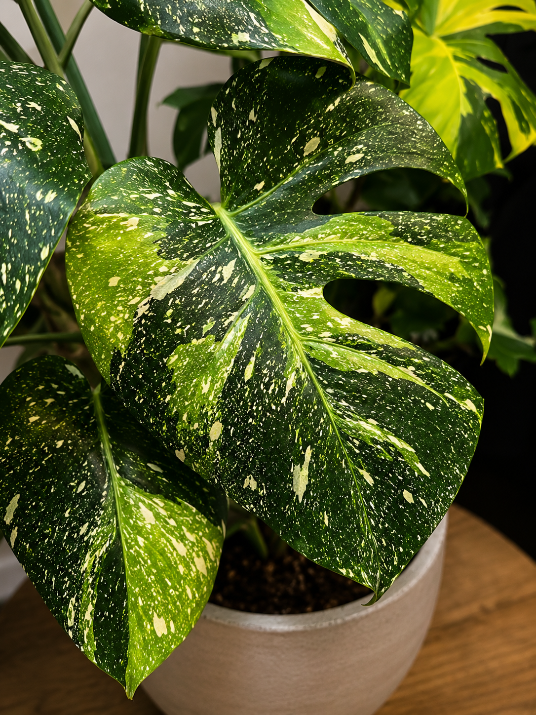 Monstera deliciosa Yoda s velkými lesklými fenestrovanými listy zdobenými jemnou světle zelenou mozaikovou variegací na tmavě zeleném podkladu. Nepravidelné green-on-green panašování vytváří originální vzor typický pro tento vzácný sběratelský klon, který vyniká elegantním tropickým vzhledem a jedinečnou kresbou každého listu.