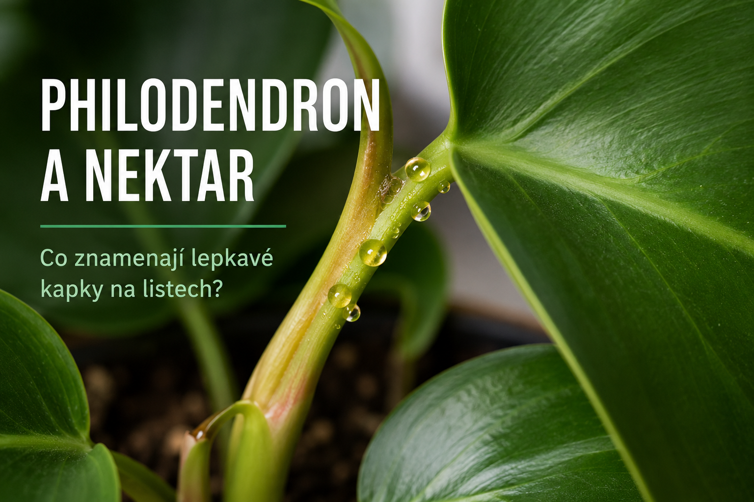 Philodendron s kapkami extraflorálního nektaru na řapíku a listech, detail zdravé pokojové rostliny.
