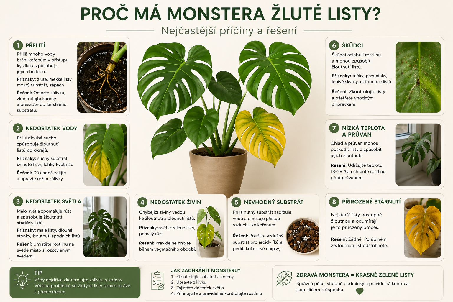 nfografika vysvětlující, proč má Monstera žluté listy. Přehledně zobrazuje nejčastější příčiny žloutnutí listů, jako je přelití, nedostatek vody, nedostatek světla, chybějící živiny, nevhodný substrát, škůdci, nízká teplota nebo přirozené stárnutí listů. Součástí jsou také praktické tipy, jak Monsteru zachránit a obnovit její zdravý růst.