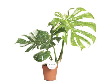 monstera thai