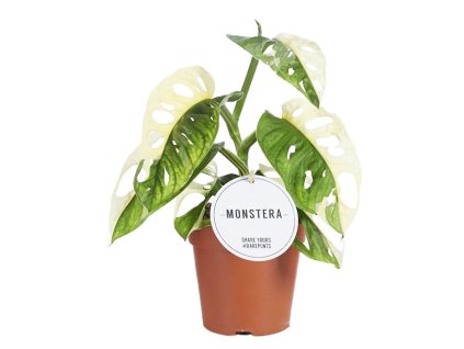 Monstera adansonii Variegated