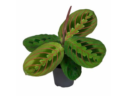 maranta fascinator