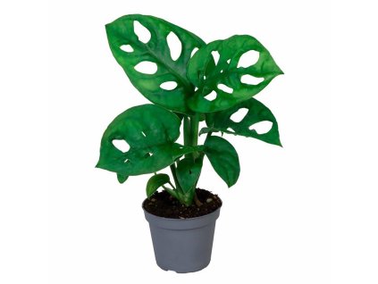 monstera adansonii monkey mask