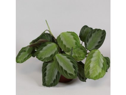 maranta silver band