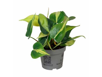 philodendron brasil rizek