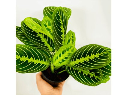 maranta lemon lime rizek
