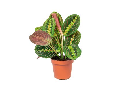 Maranta Leuconeura Fascinator rizek