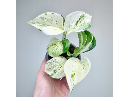 epipremnum happy leaf 2