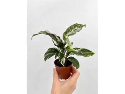 calathea white fusion