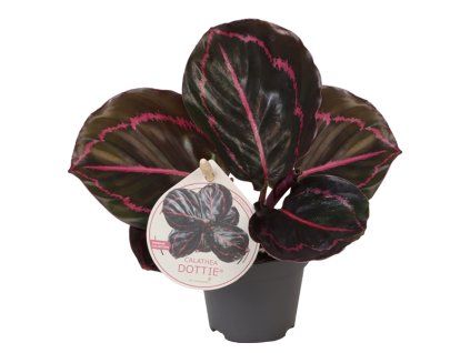 calathea jessy