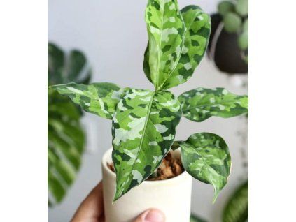 aglaonema tricolor