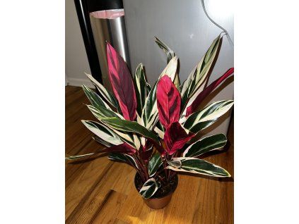 calathea stromanthe triostar