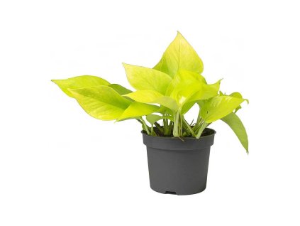 Epipremnum Neon rizek