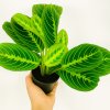 maranta lemon lime 2