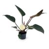 Philodendron imperial red 2