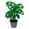 monstera adansonii monkey mask