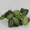 maranta silver band rizek