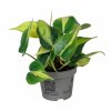 philodendron brasil rizek