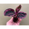 calathea jessy 2