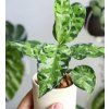 aglaonema tricolor