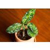 aglaonema tricolor 2