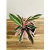 calathea stromanthe triostar 2
