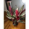 calathea stromanthe triostar