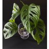 monstera adansonii monkey mask rizek 2