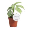 monstera amydrium medium silver rizek