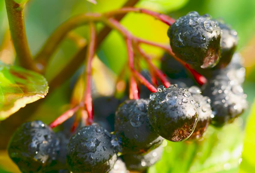 Proč číst Novou Botaniku?