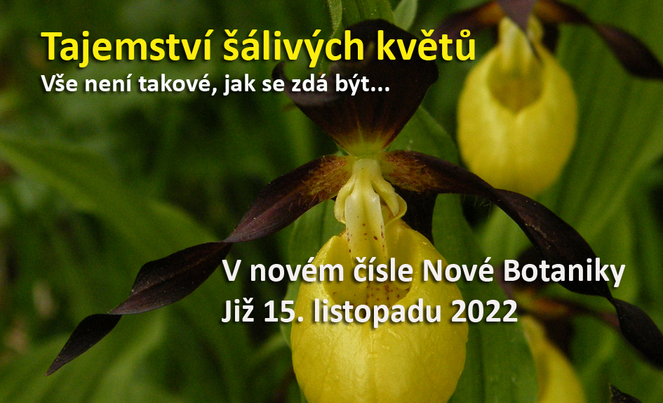 Střevíčník