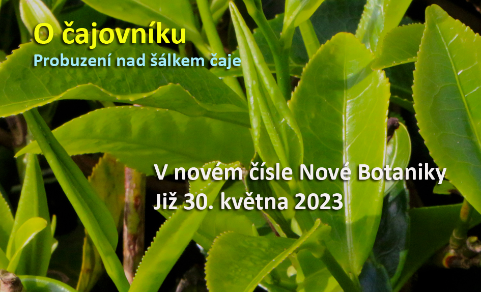 Čajovník