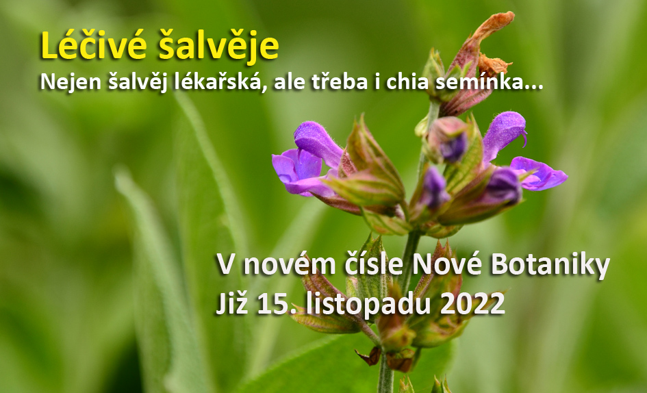 Šalvěje