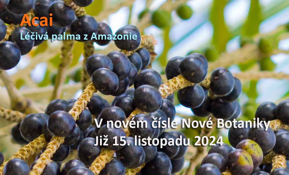 acai