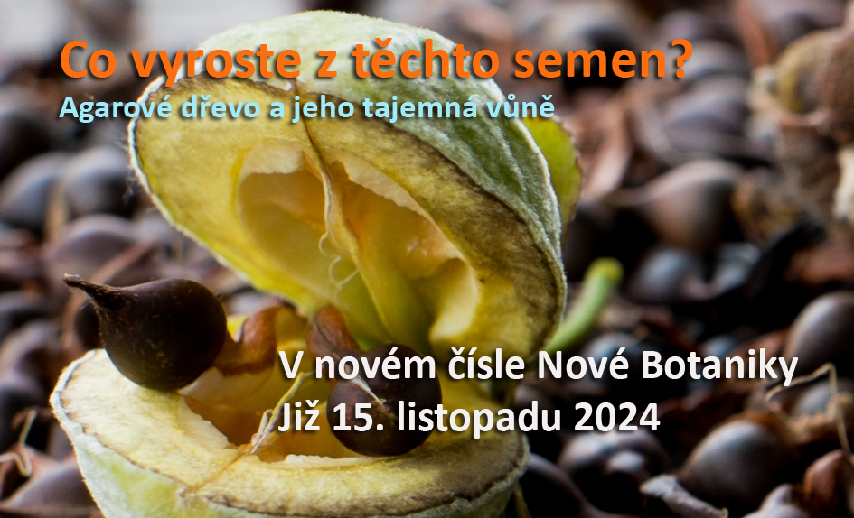 agarové dřevo