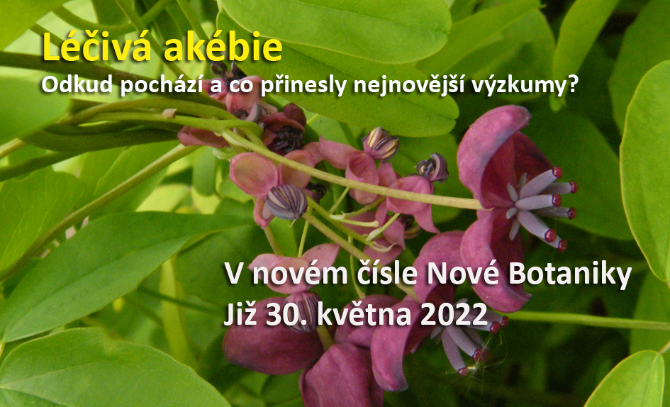 Akébie