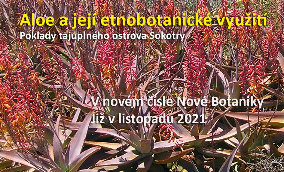 Aloe na Sokotře